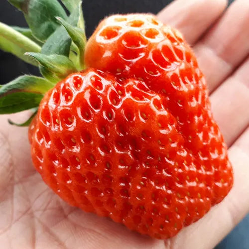 Takarayama Strawberry Sake